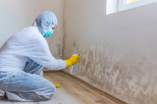 Licensed Mold Testing service in Waverly, MN - WQB Mold Removal